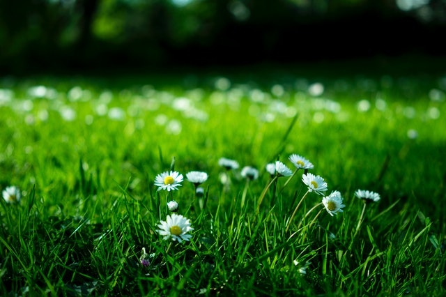 Där Naturens Magi Blomstrar och Själen Vilar